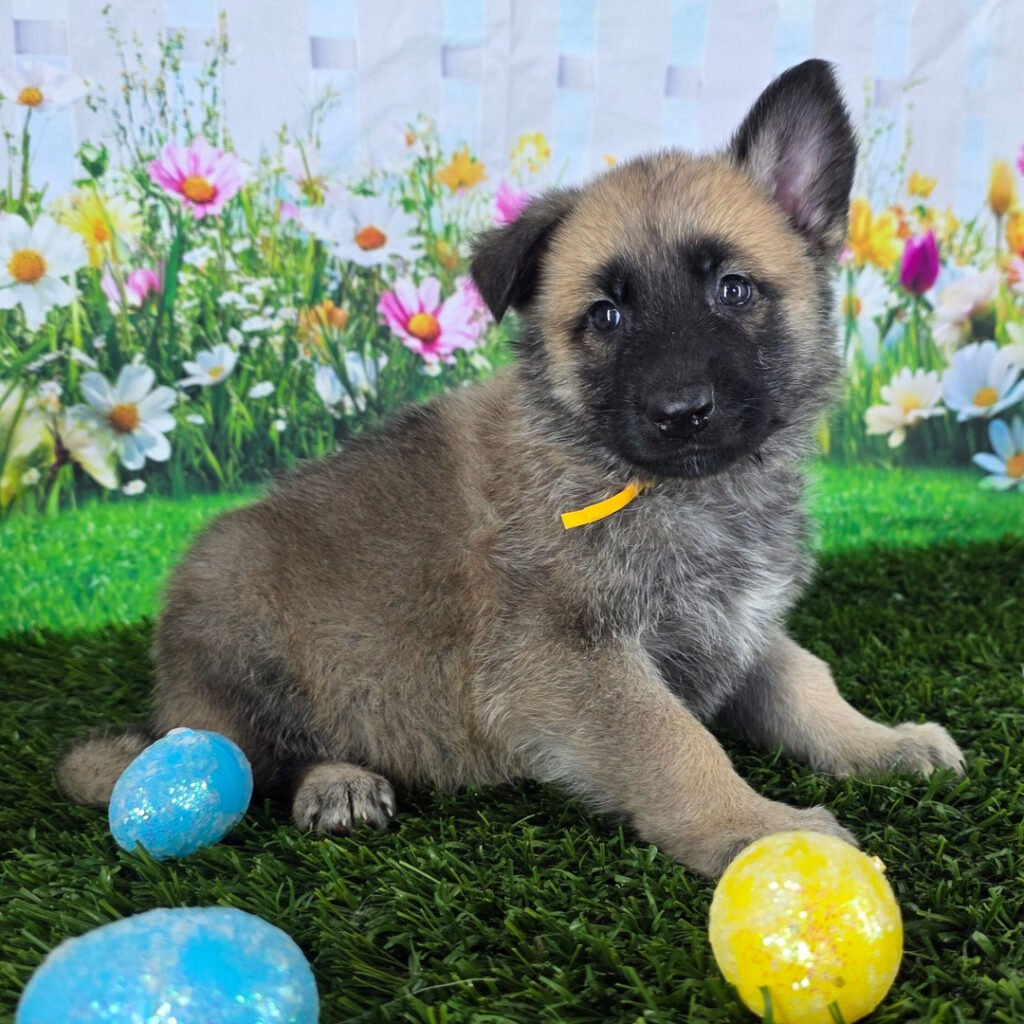 Givenhaus German Shepherds