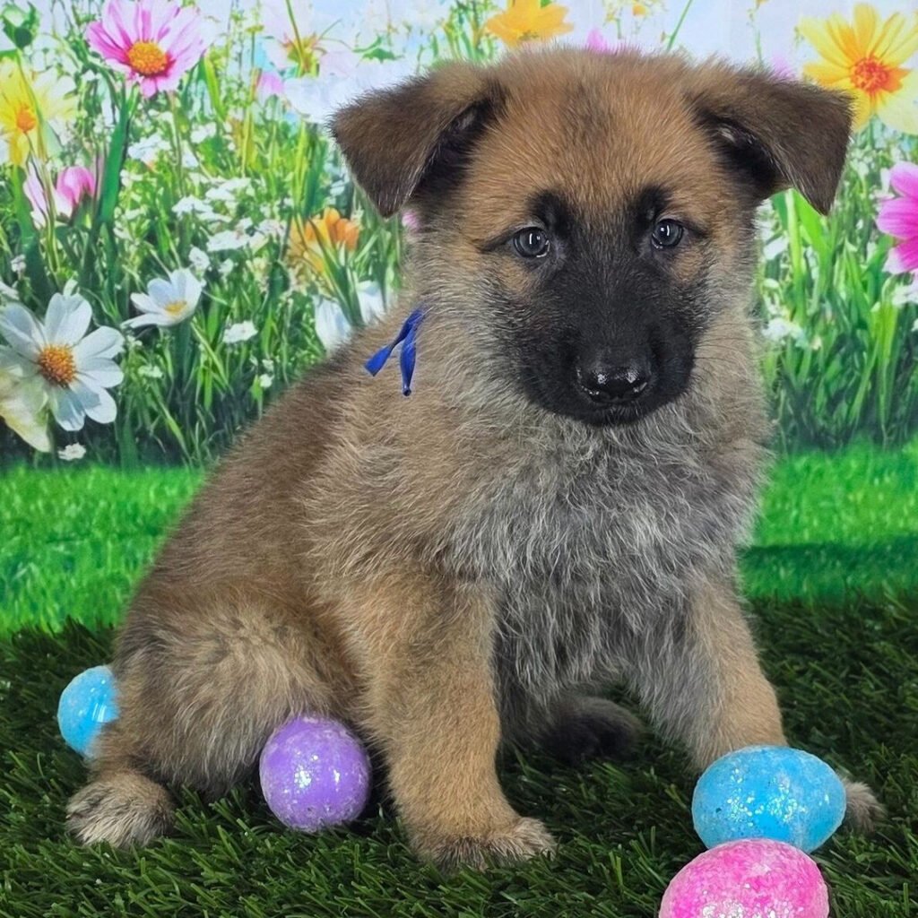 Givenhaus German Shepherds