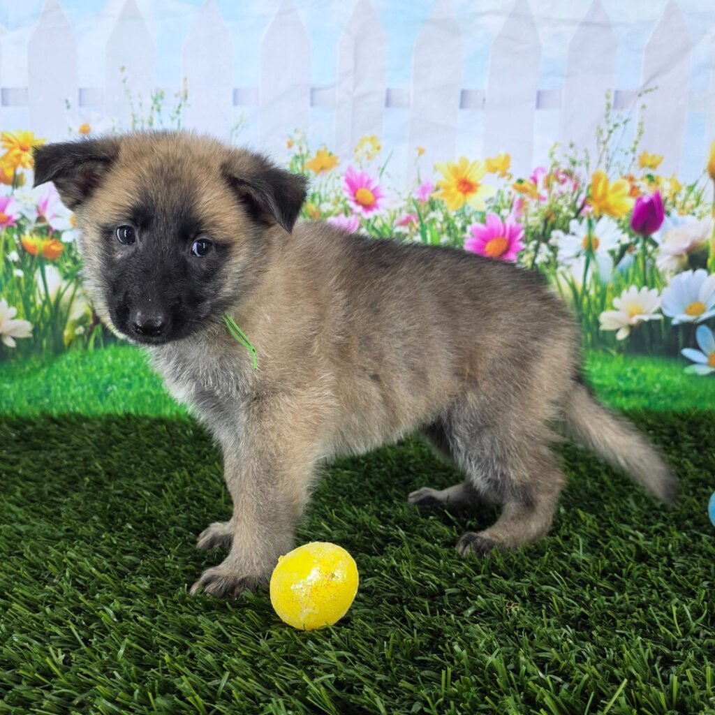 Givenhaus German Shepherds