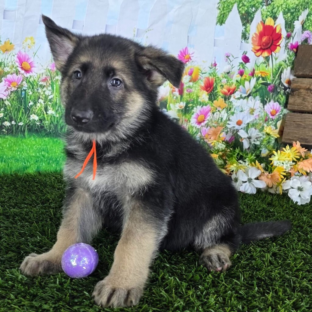 Givenhaus German Shepherds