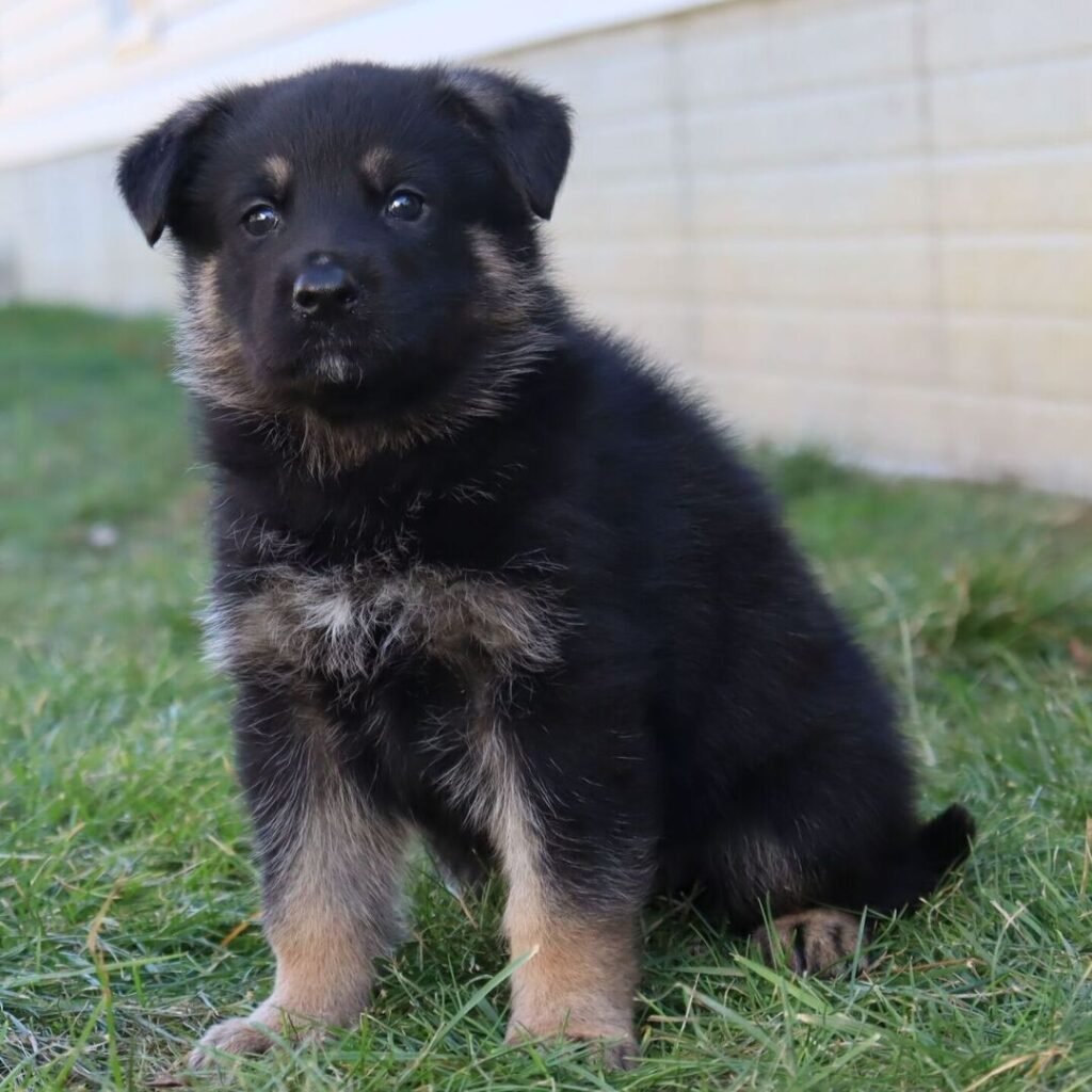 Givenhaus German Shepherds