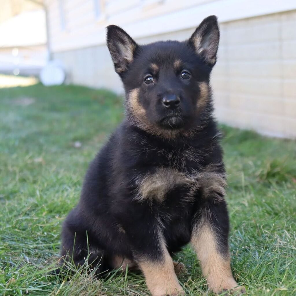 Givenhaus German Shepherds