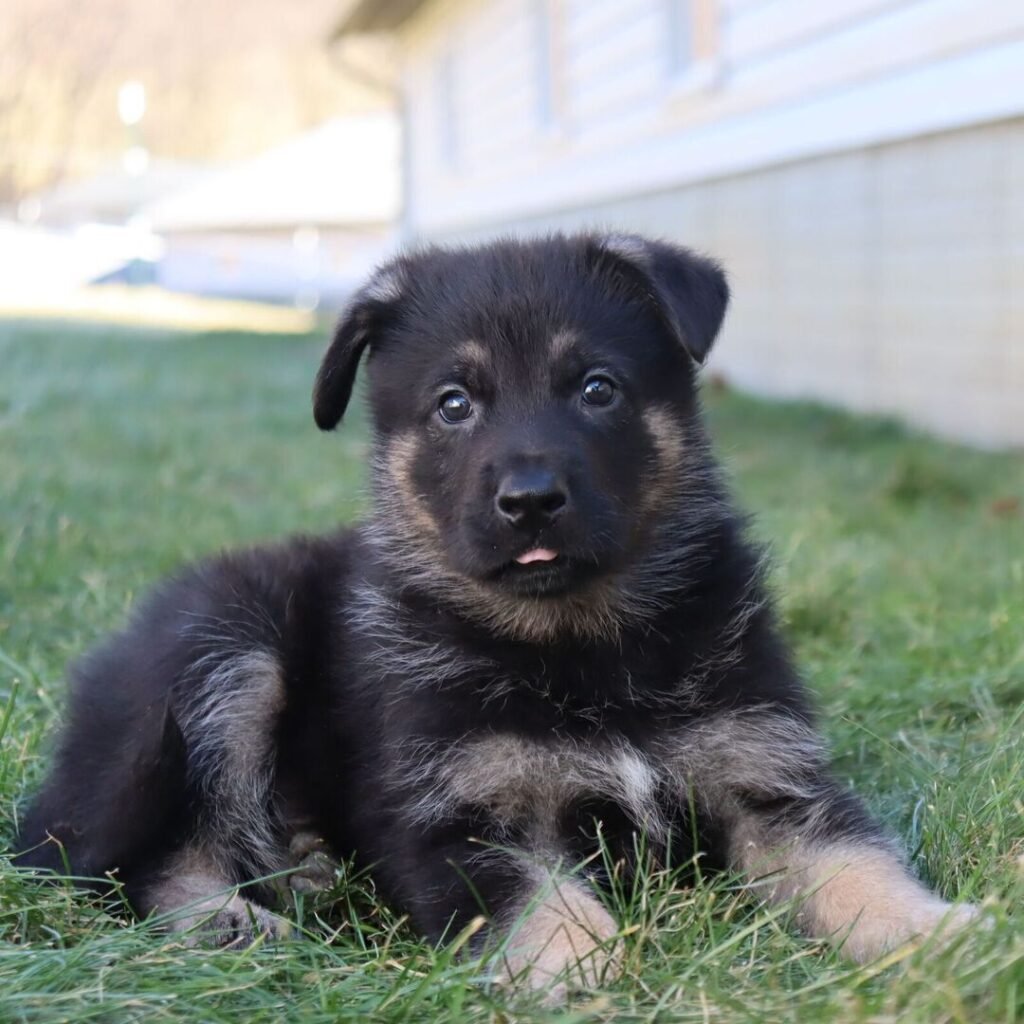 Givenhaus German Shepherds