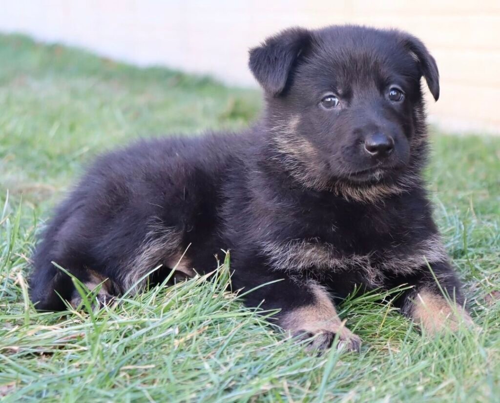 Givenhaus German Shepherds