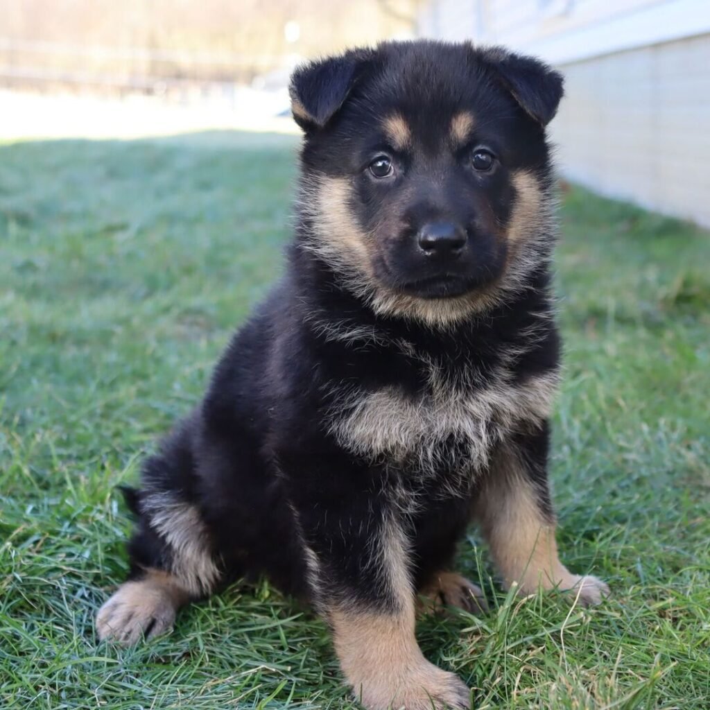 Givenhaus German Shepherds