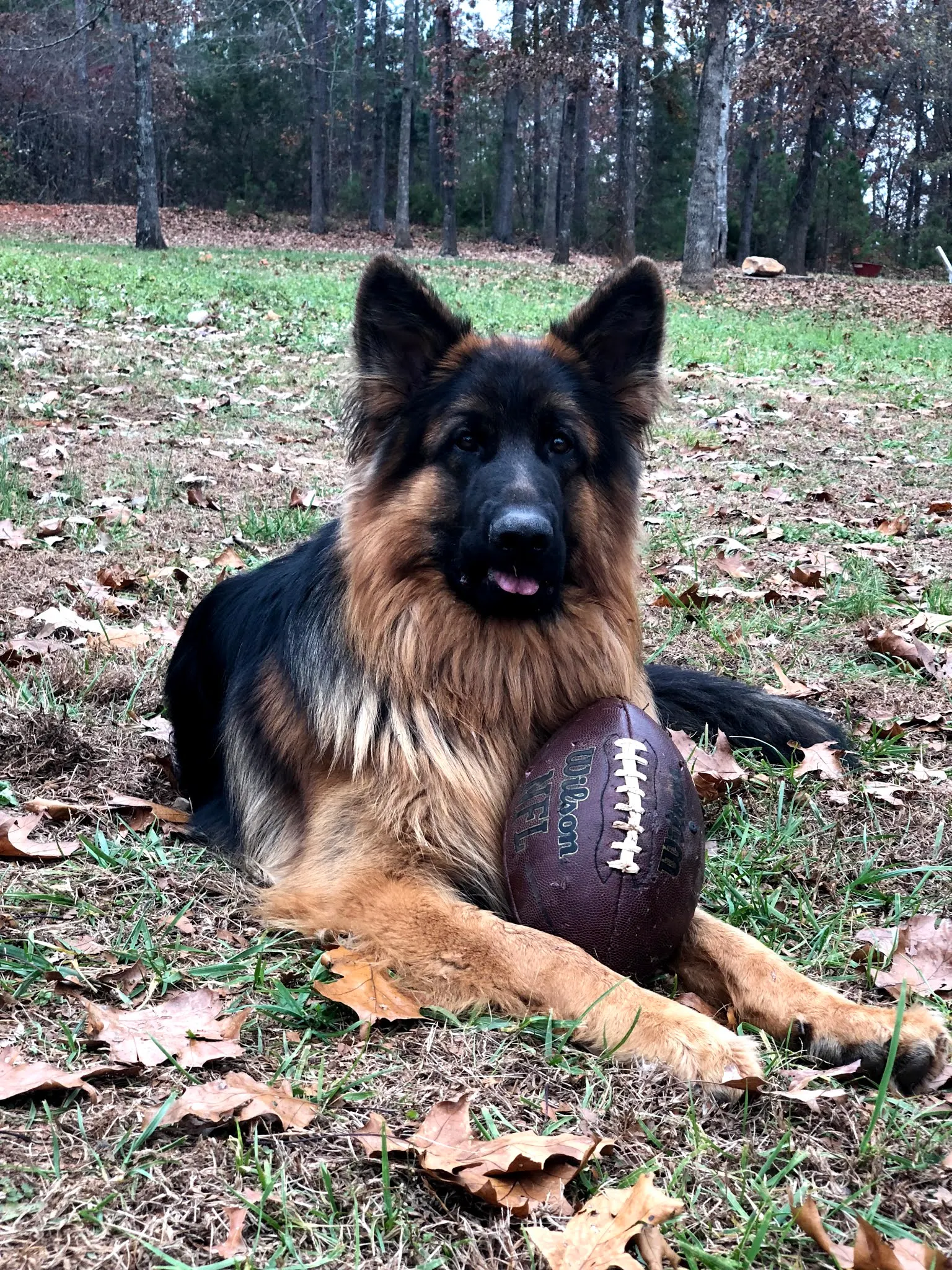 Givenhaus German Shepherds