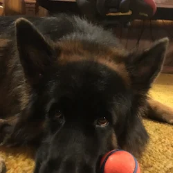 Givenhaus German Shepherds