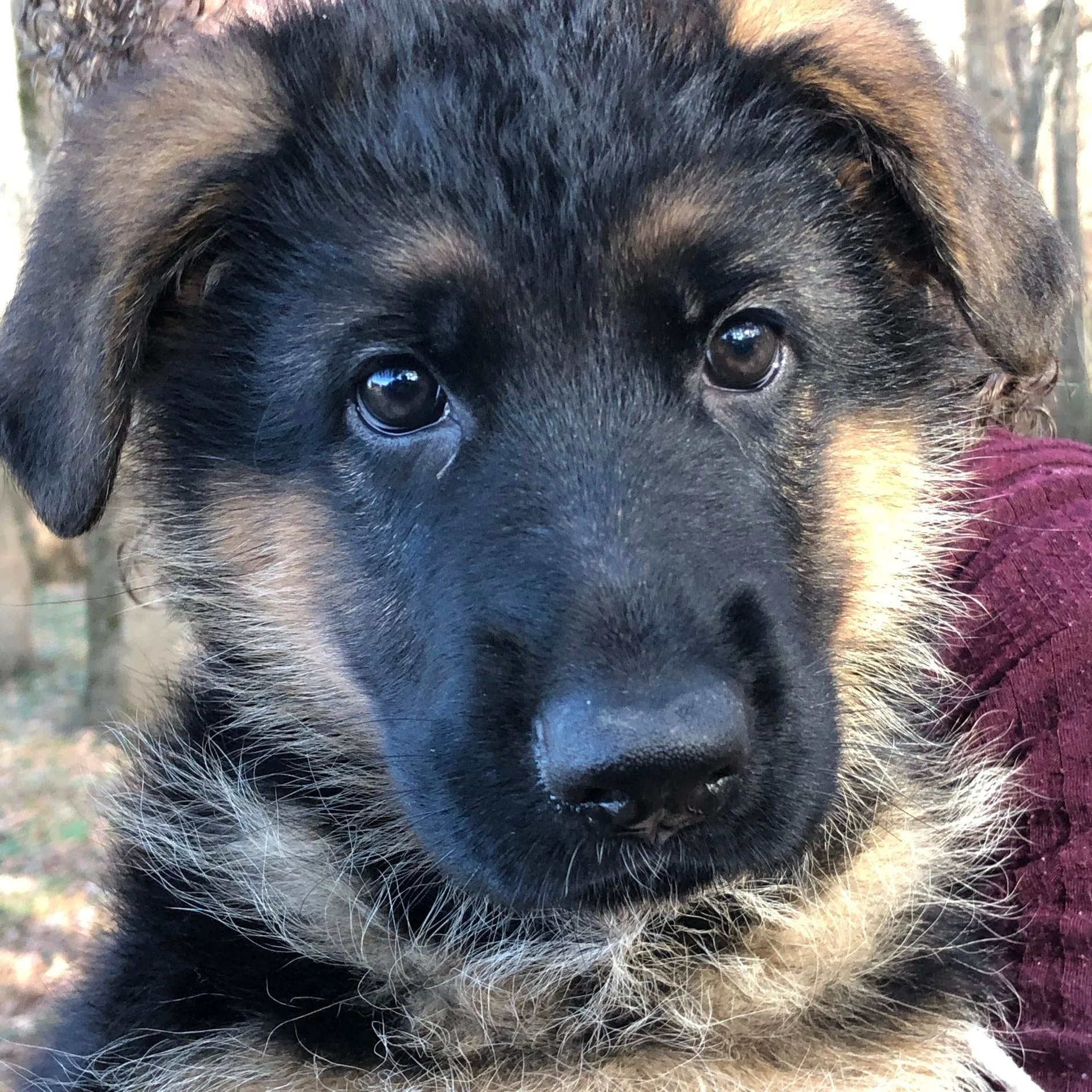 Givenhaus German Shepherds